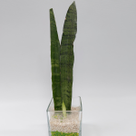 Baby Sanseveiras doble