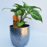 Agua Gel Riego (ChupiPlant)