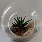 Ecoesfera Terrario 14 Sin Asa