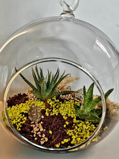 Ecoesfera Terrario 20 Con Asa