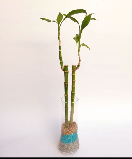 Arreglo Lucky Bamboo 2 - Imagen 2