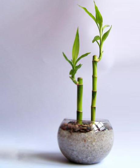 Arreglo Lucky Bamboo 2 - Imagen 3