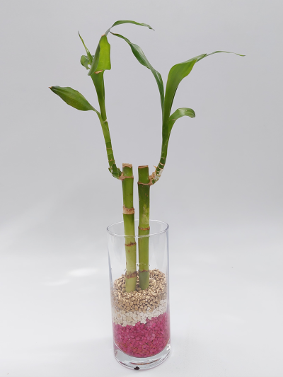 Arreglo Lucky Bamboo 2