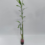 Arreglo Lucky Bamboo 3