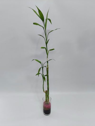 Arreglo Lucky Bamboo 3