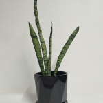 Sanseveira Maceta Negra