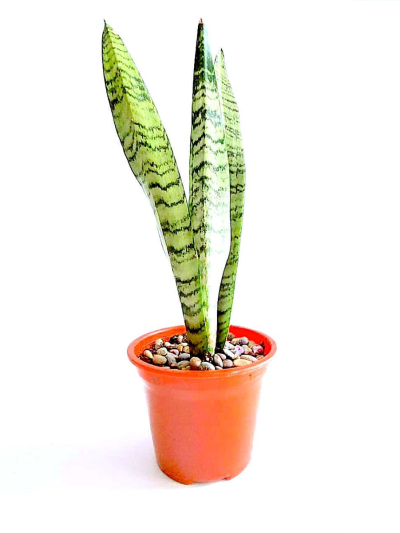 Sanseveira Zelenaica
