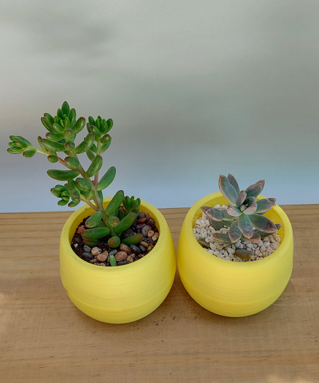 Suculenta Mini Amarilla - Imagen 2