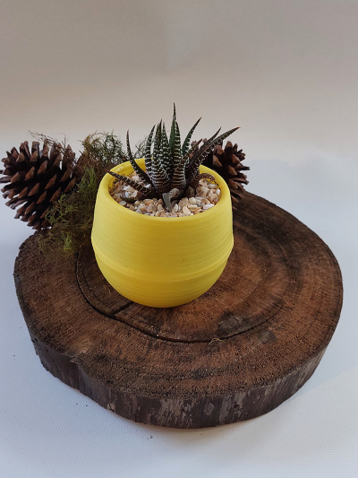 Suculenta Mini Amarilla