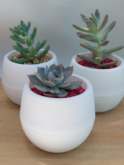 Suculenta Mini Blanca