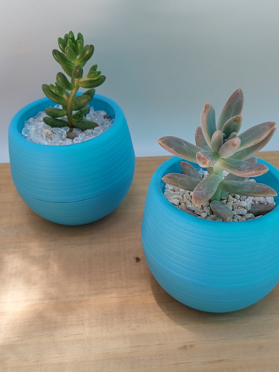 Suculenta Mini Celeste