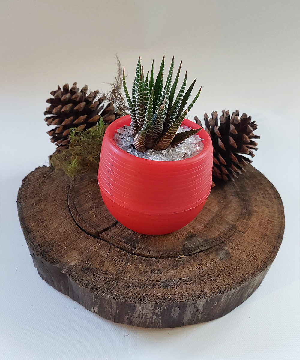 Suculenta Mini Roja
