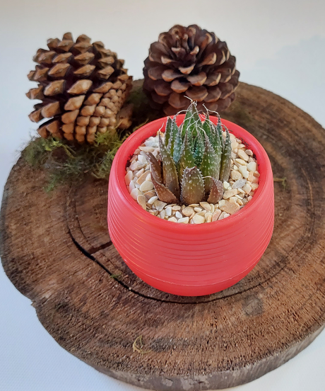 Suculenta Mini Roja - Imagen 2