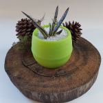 Suculenta Mini Verde