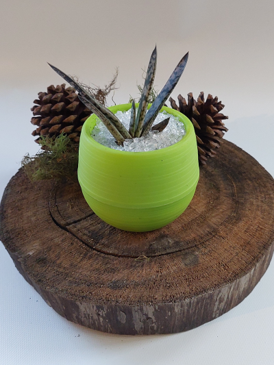 Suculenta Mini Verde