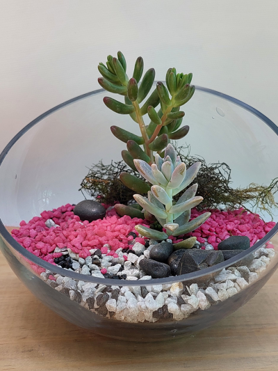 Suculenta Pecera 20 cm