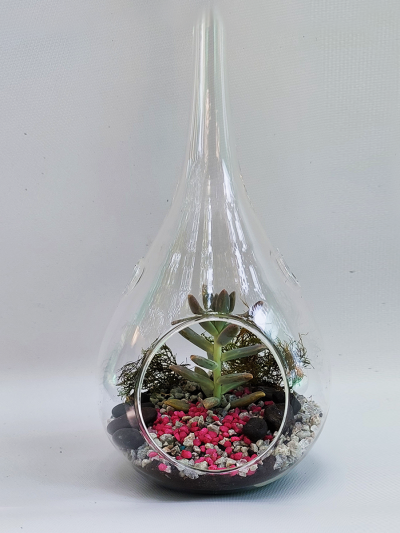 Terrario Gota S