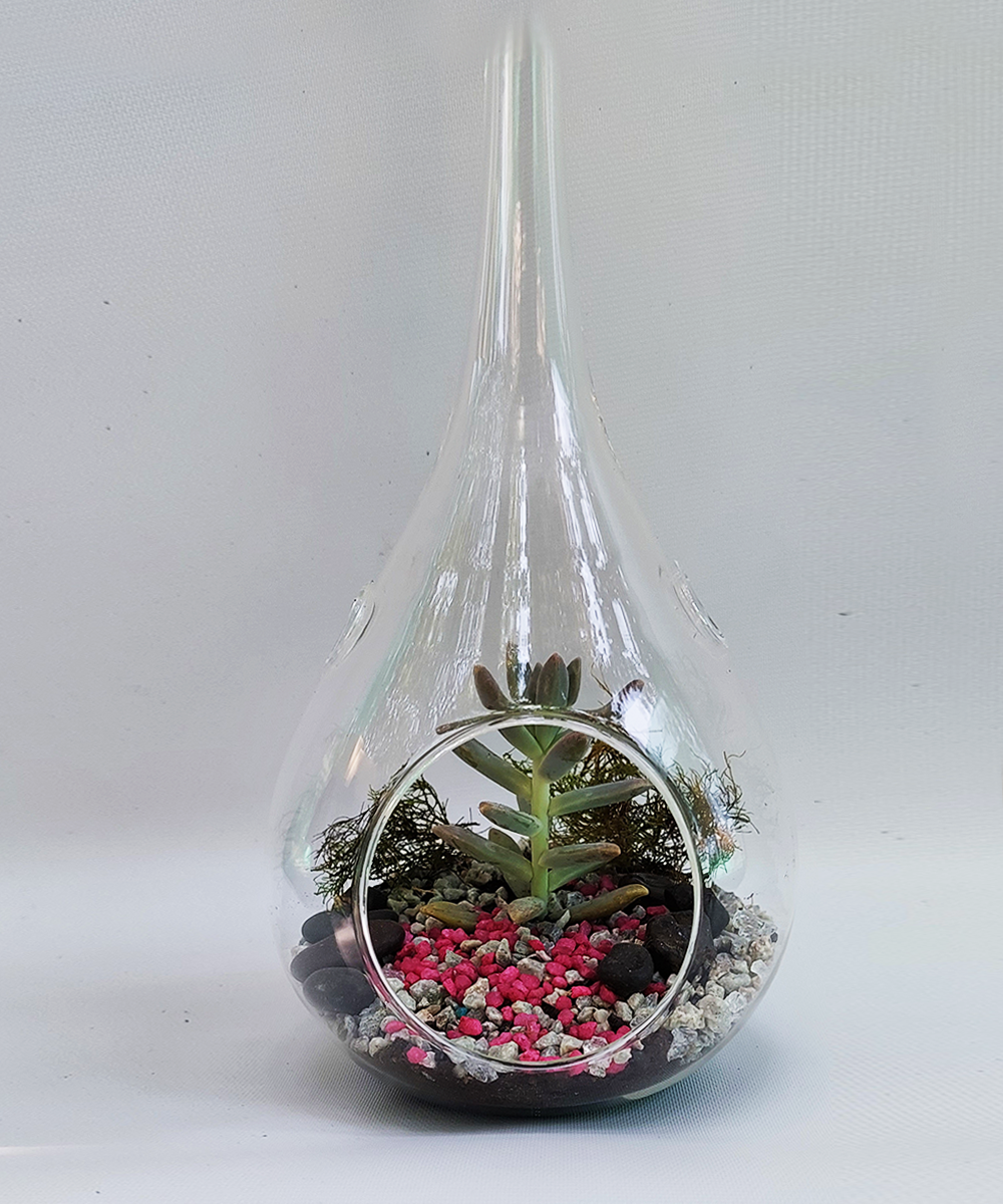 Terrario Gota S